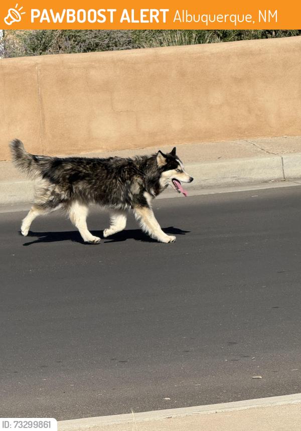 Found/Stray Unknown Dog last seen Copper, Albuquerque, NM 87108