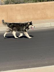 Found/Stray Unknown Dog last seen Copper, Albuquerque, NM 87108