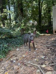 Lost Unknown Dog last seen Juliette rd and Ponce de leon, Stone Mountain, GA 30083