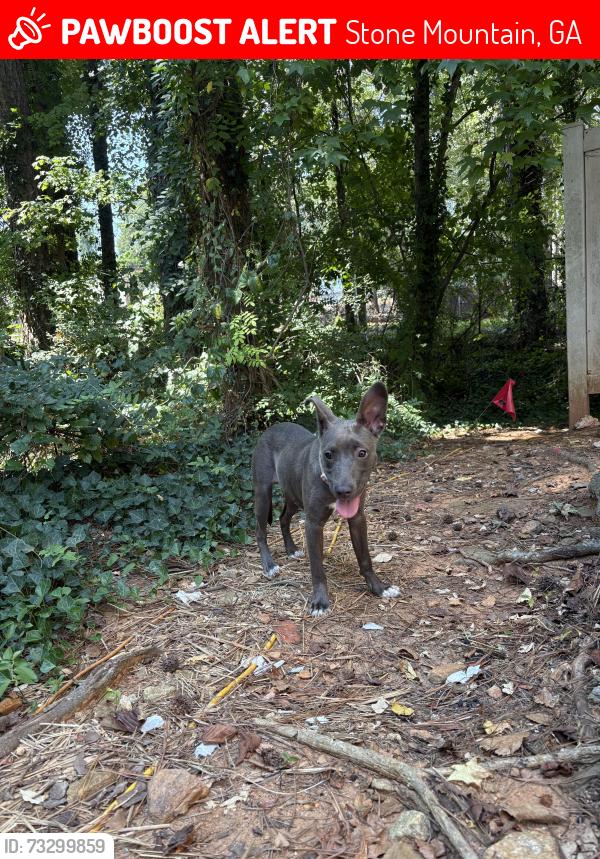 Lost Unknown Dog last seen Juliette rd and Ponce de leon, Stone Mountain, GA 30083