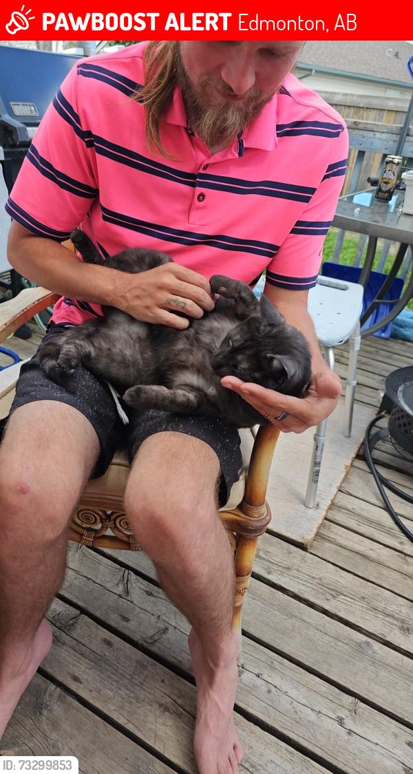 Lost Female Cat last seen 28a street meadows, Edmonton, AB 