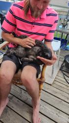 Lost Female Cat last seen 28a street meadows, Edmonton, AB 