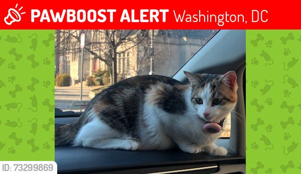Lost Female Cat last seen 14th and Rhode Island Ave NW, Washington, DC, Washington, DC 20005