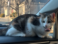 Lost Female Cat last seen 14th and Rhode Island Ave NW, Washington, DC, Washington, DC 20005