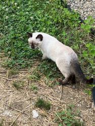 Reunited Female Cat last seen Kroger on Plymouth Rd, Ann Arbor, Ann Arbor, MI 48105