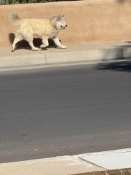 Found/Stray Unknown Dog last seen Copper, Albuquerque, NM 87108
