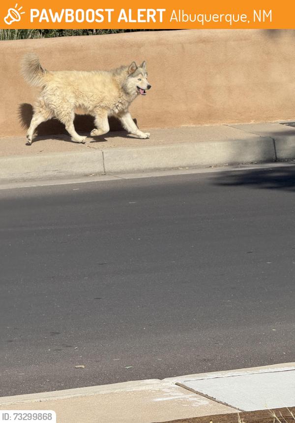 Found/Stray Unknown Dog last seen Copper, Albuquerque, NM 87108