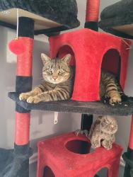 Lost Male Cat last seen Mexicali, Natick, MA 01760