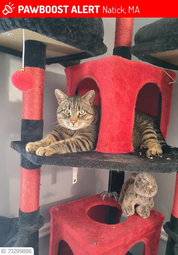Lost Male Cat last seen Mexicali, Natick, MA 01760