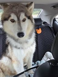 Reunited Male Dog last seen Ormandy Dr, Baton Rouge, LA 70808, USA, Baton Rouge, LA 70808