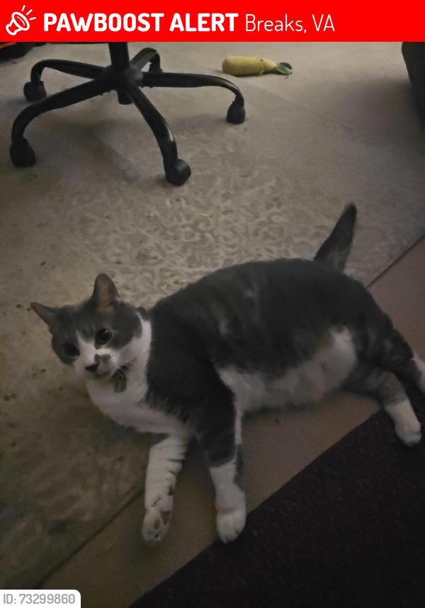 Lost Male Cat last seen Breaks Interstate Park, Breaks, VA 41540