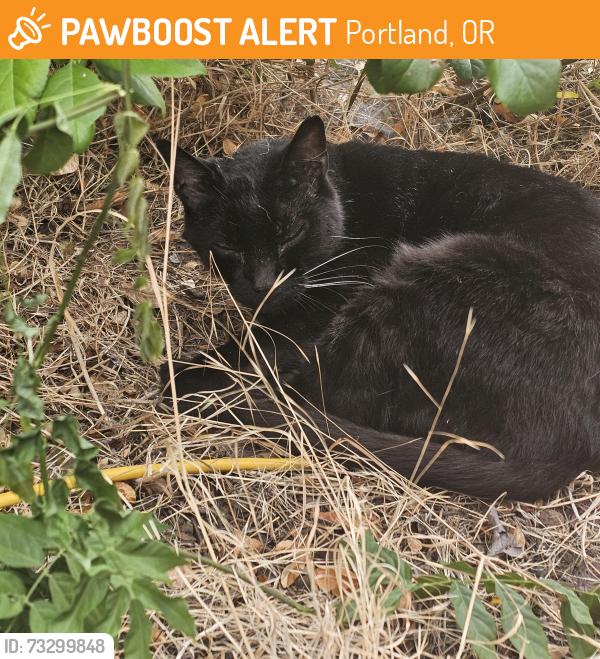 Found/Stray Unknown Cat last seen 181st Glisan, Portland, OR 97220