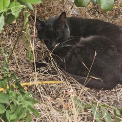 Found/Stray Unknown Cat last seen 181st Glisan, Portland, OR 97220