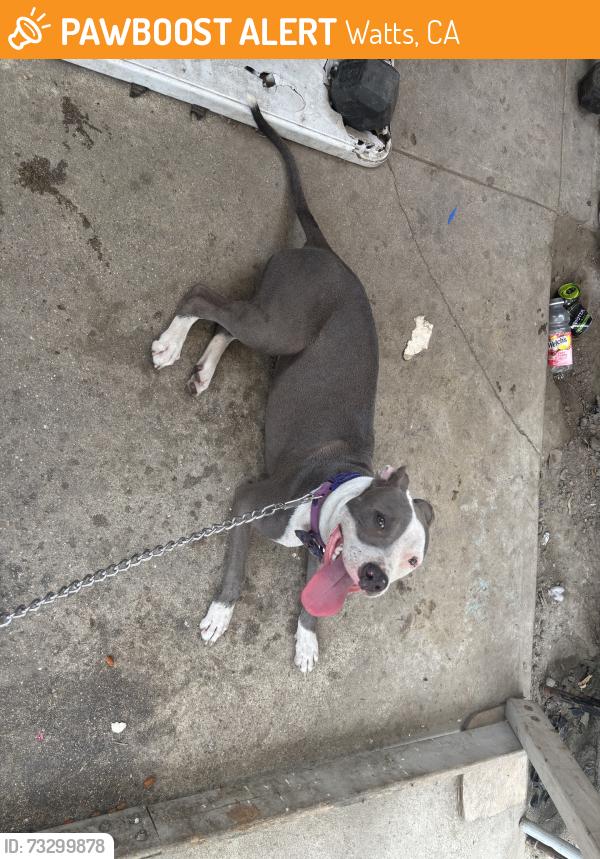 Found/Stray Female Dog last seen Gorman ave & E 103rd st, Watts, CA 90002
