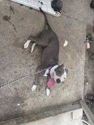 Found/Stray Female Dog last seen Gorman ave & E 103rd st, Watts, CA 90002