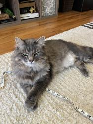 Lost Male Cat last seen Stafford road, possibly seen in Auburn Lakes, Chagrin Falls, OH 44023