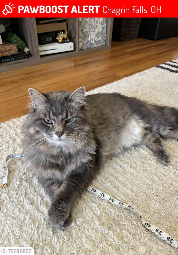 Lost Male Cat last seen Stafford road, possibly seen in Auburn Lakes, Chagrin Falls, OH 44023
