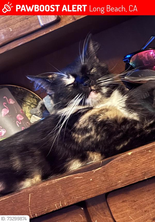 Lost Female Cat last seen Downey and south st, Long Beach, CA 90805