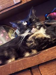 Lost Female Cat last seen Downey and south st, Long Beach, CA 90805