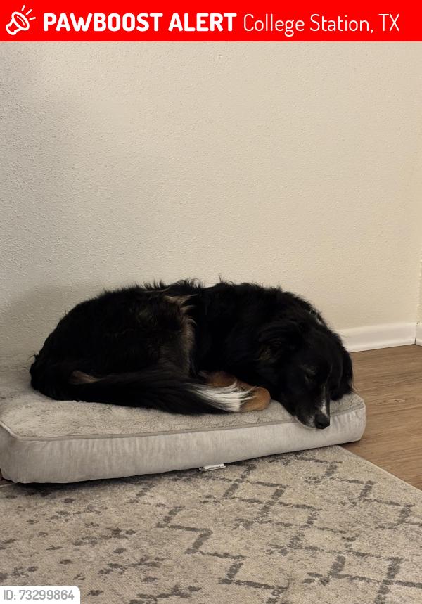 Lost Male Dog last seen Citizens church, College Station, TX 77840