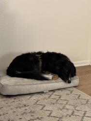 Lost Male Dog last seen Citizens church, College Station, TX 77840