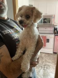 Reunited Male Dog last seen Cadillac/Ontario, Montréal, QC H1N 2T6