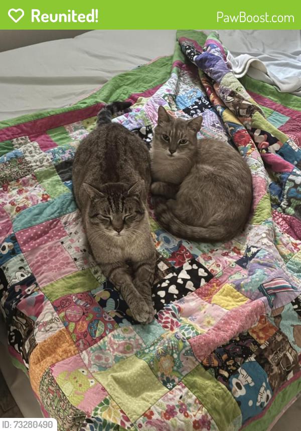 Reunited Male Cat last seen Weston and Eglinton, Toronto, ON M6N 4L2