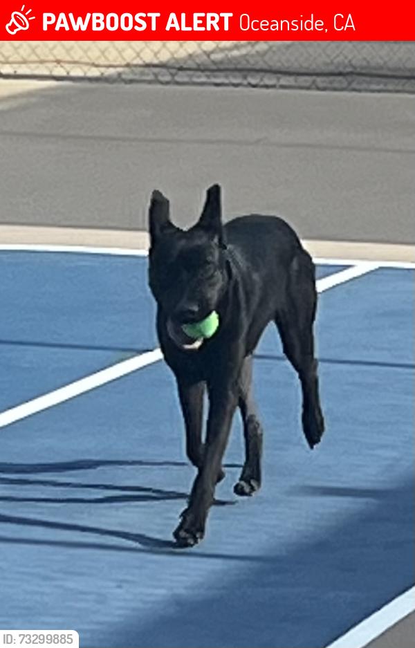 Lost Male Dog last seen Dawn lane Oceanside tennis court, Oceanside, CA 92054
