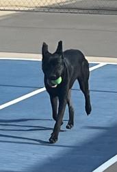 Lost Male Dog last seen Dawn lane Oceanside tennis court, Oceanside, CA 92054