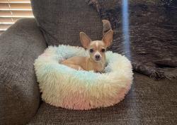 Lost Female Dog last seen carlton ave n, Lehigh Acres, FL 33971