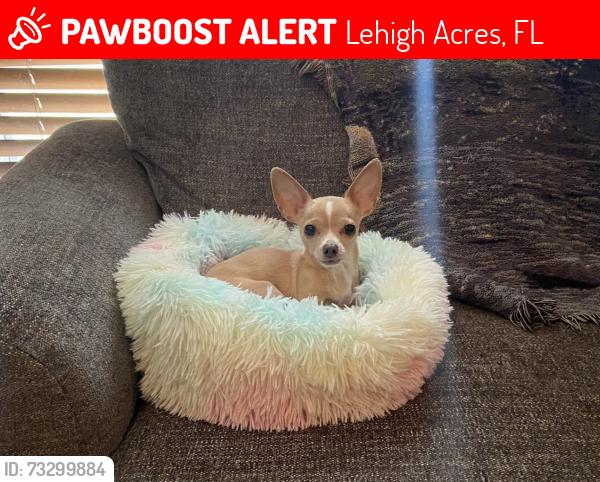 Lost Female Dog last seen carlton ave n, Lehigh Acres, FL 33971