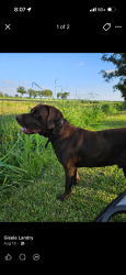 Lost Male Dog last seen Bayou tig / Henry area, Erath, LA 70533