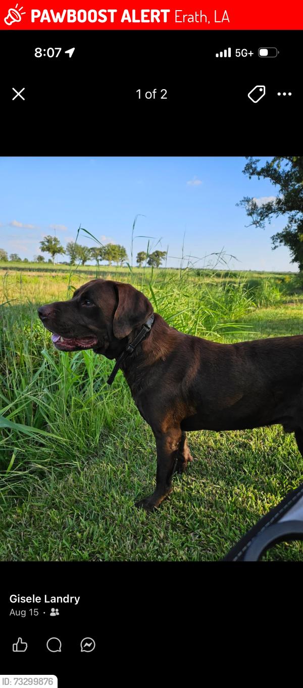Lost Male Dog last seen Bayou tig / Henry area, Erath, LA 70533