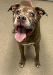 Shelter Stray Male Dog last seen Near Oakvale Road, 30034, GA, 3280 Chamblee Dunwoody Rd, Chamblee, GA 30341, USA