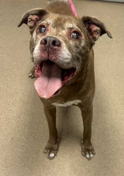 Shelter Stray Male Dog last seen Near Oakvale Road, 30034, GA, 3280 Chamblee Dunwoody Rd, Chamblee, GA 30341, USA