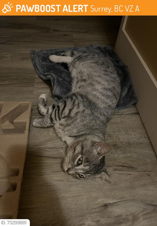 Found/Stray Male Cat last seen Grandview Heights Secondary, Surrey, BC V3Z 0A4