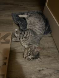 Found/Stray Male Cat last seen Grandview Heights Secondary, Surrey, BC V3Z 0A4