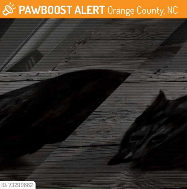 Found/Stray Female Cat last seen Old Fayetteville Road, Orange County, NC 27510
