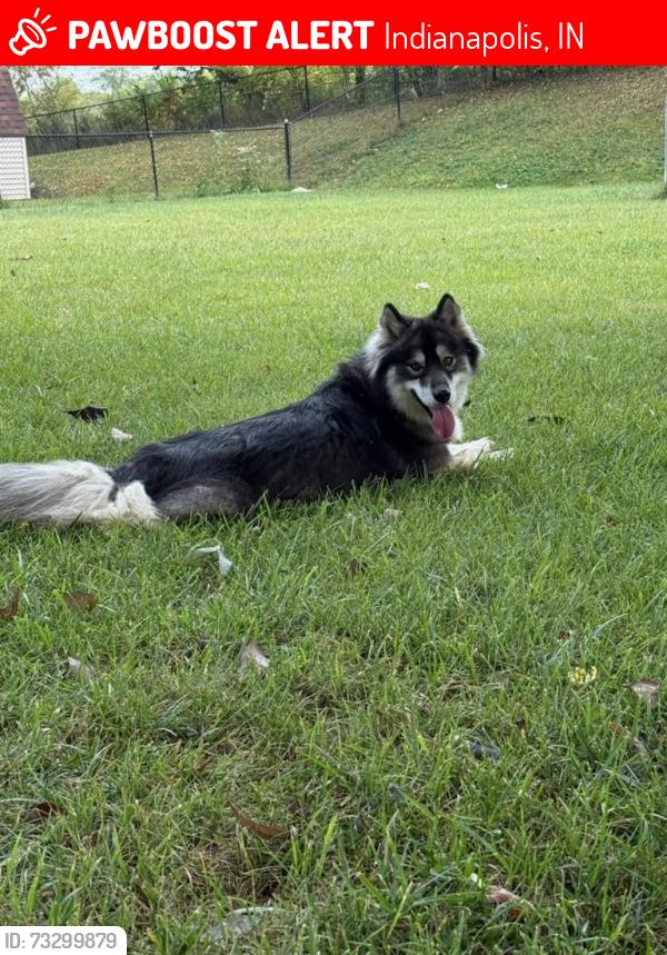Lost Female Dog last seen Irongate, Indianapolis, IN 46239