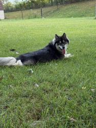 Lost Female Dog last seen Irongate, Indianapolis, IN 46239