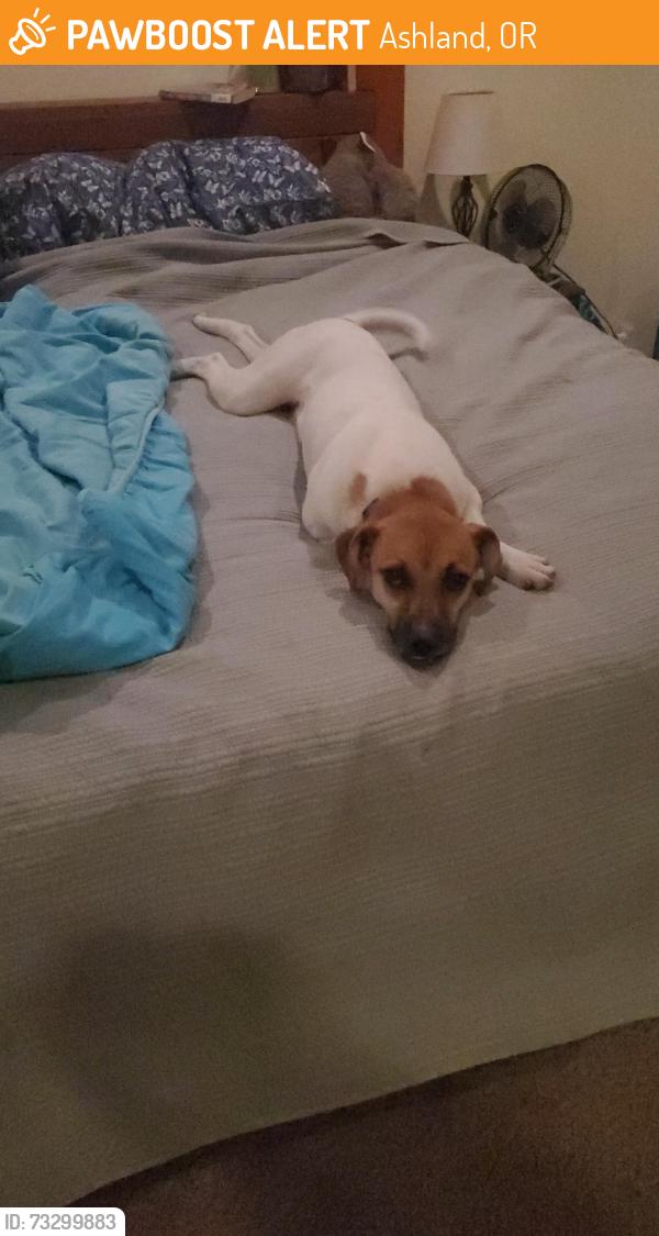 Found/Stray Male Dog last seen Hwy 99 by Oak Knoll golf course, Ashland, OR 97520