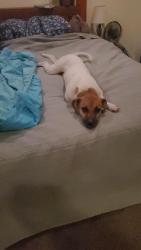 Found/Stray Male Dog last seen Hwy 99 by Oak Knoll golf course, Ashland, OR 97520