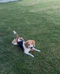 Reunited Male Dog last seen Riverstone Dr., Memphis, TN 38125