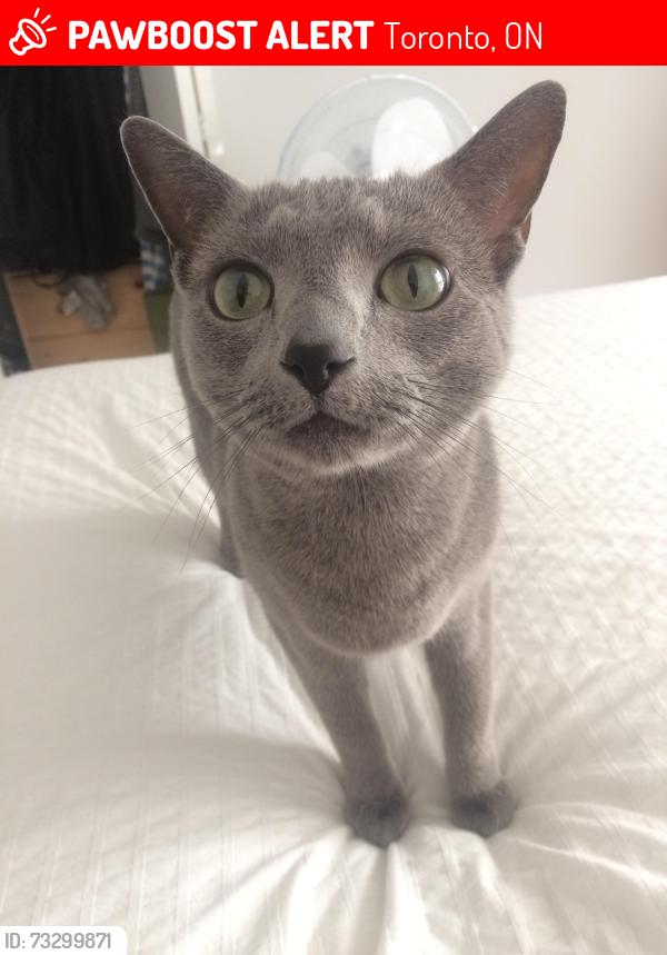 Lost Male Cat last seen Woodington Ave at Springdale Blvd, Toronto, ON 