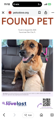 Reunited Female Dog last seen Sw Martin highway palm city Florida, Palm City, FL 34990