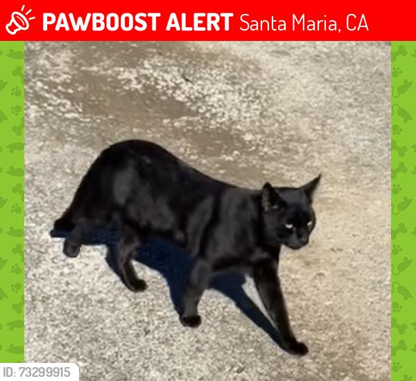 Lost Male Cat last seen Near w boone st; near broadway, Santa Maria, CA 93458