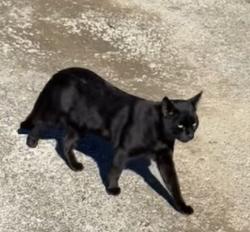 Lost Male Cat last seen Near w boone st; near broadway, Santa Maria, CA 93458