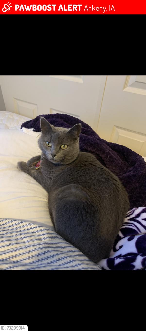Lost Female Cat last seen Delaware Ave, Millers Pointe s, SE 9th st, Ankeny, IA 50021