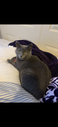 Lost Female Cat last seen Delaware Ave, Millers Pointe s, SE 9th st, Ankeny, IA 50021