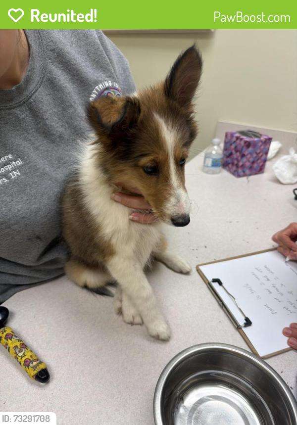 Reunited Female Dog last seen Fall creek and mollenkopf rd, Indianapolis, IN 46256